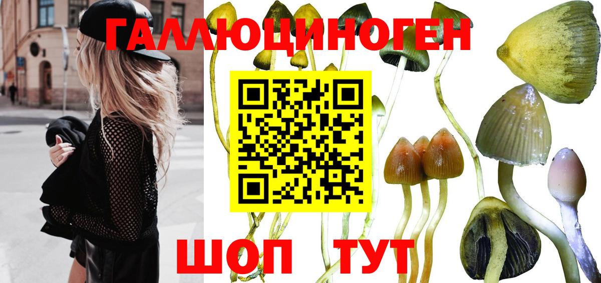 Псилоцибиновые грибы Cubensis Апатиты